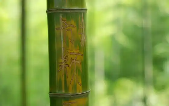 бамбук, зелёный, макро, ствол, дерево, иероглифы, надпись, листва, картинка, 