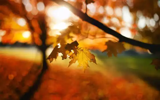 осень, bokeh, листья, природа, trees, leaf, desktop, 