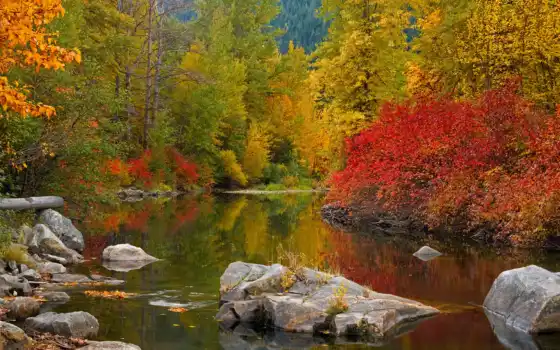 осень, лес, деревья, свинец, краска, река