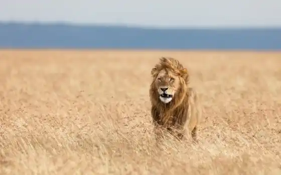 льва, африкан, савгал, левый, лео, пантера, леон, савань, биг, животное