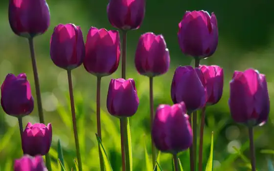 тюльпан, фотороби, цвет, пурпурный, зеленый