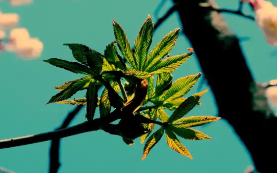 leaf, растение, дерево, весна, язык, branch, зелёный, drop, лист, оранжевый, water