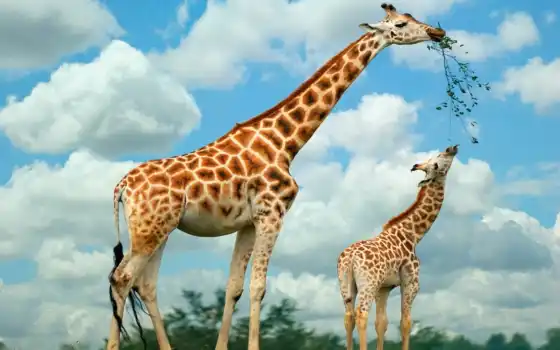 жираф, жирафы, животные, 