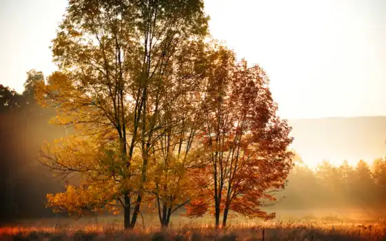 осень, листья, деревя, желтые, оранжевые, природа, лес, 