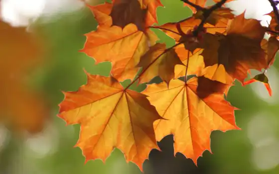 макро, осень, листва, branch, maple, осенние, разных, осенняя, клена, 