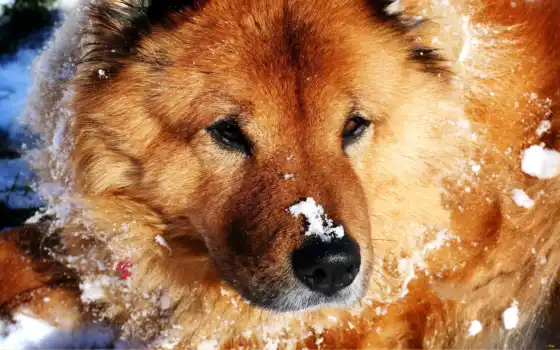 чау, собака, снег, животное