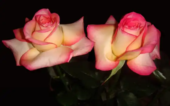 розы, цветы, розовый, 