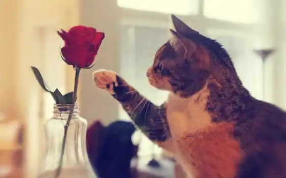 кот, лапа, роза, ваза, цветы, 