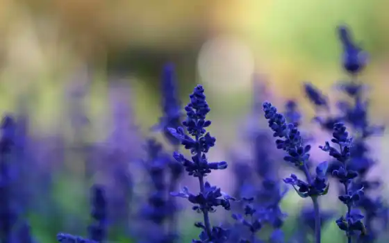 cvety, растения, lavender, поляна, summer, синие, 
