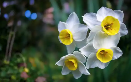 daffodil, белый