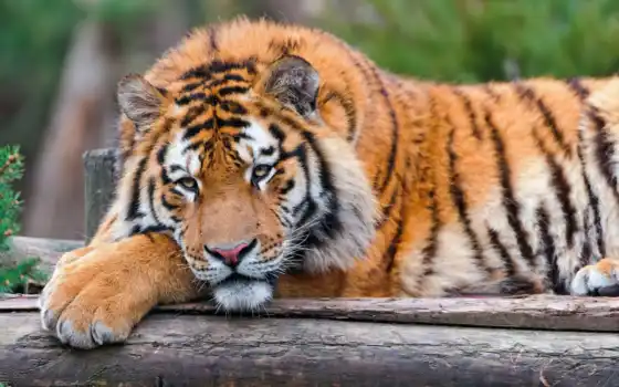 взгляд, тигр, морда, лежит, отдых, лапа, кошка, большая, животные, 