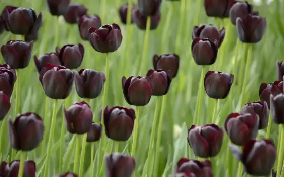 тюльпаны, tulips, цветы, тюльпан, тёмные, поле, тюльпанов, black, cvety, flowers, 