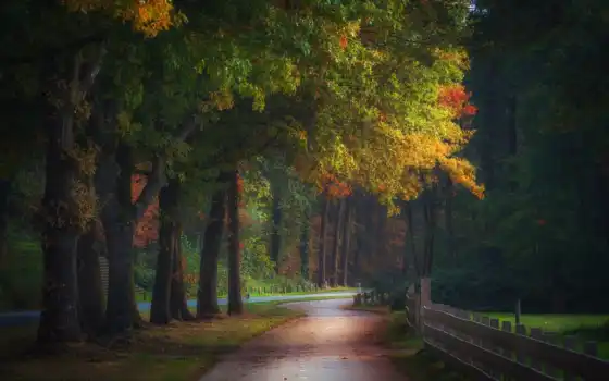 лес, нидерланды, осень, fore, волшебные, разные, цветы, национальные
