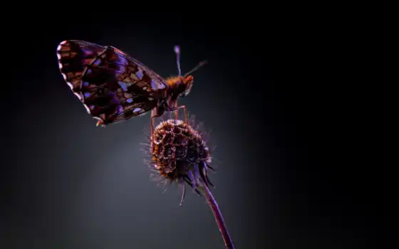 бабочка, animal, насекомое, makryi, mobile, оказывать, shirokoformatnyi, awesome, повозка, день