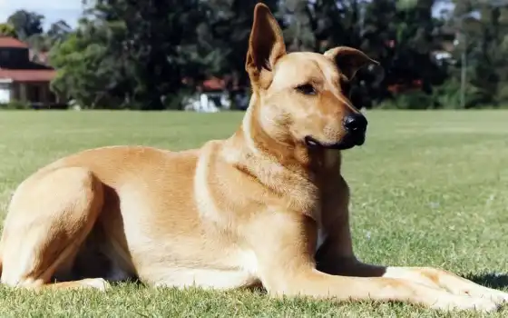 обои на рабочий стол, красивые картинки, картинки для ipad, обои для android