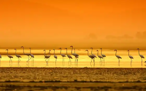 обои на рабочий стол, красивые картинки, картинки для ipad, обои для android