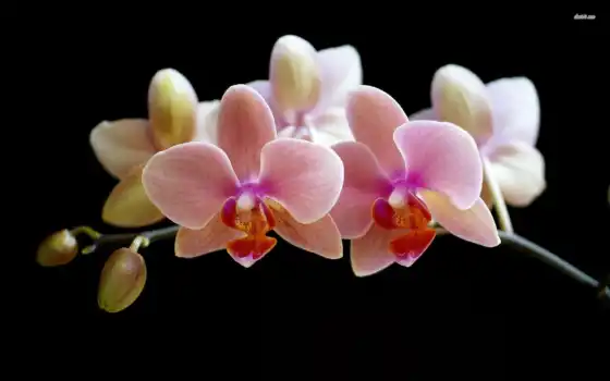 орхидеи, орхидея, домашних, разведением, своими, занимаюсь, условиях, зовут, всем, 