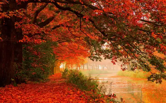 осень, лист, трава, лес, свин, жизнь, радость