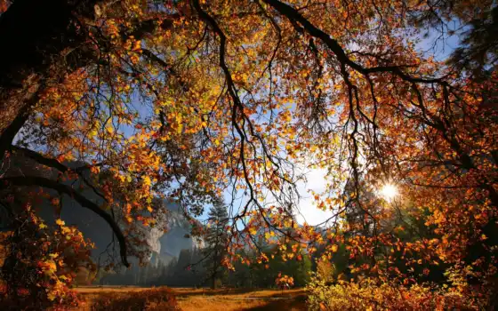 осень, ветвь, ли, ли, дерево, солнце, желтый, в оригинале,