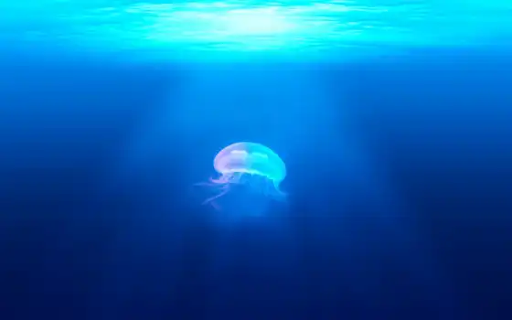 под водой, медуз, мобильный, доступный, животное, разрешение, фон, океан