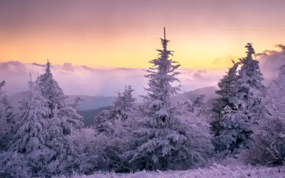 закат, фон, дерево, снег, под, природа, cover