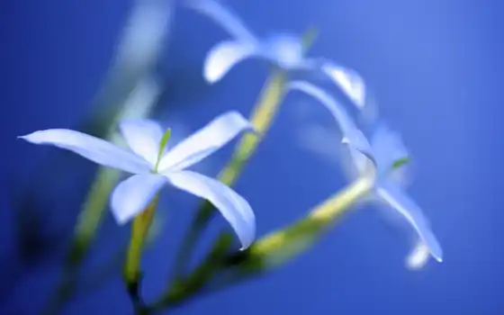 цветы, blue, свет
