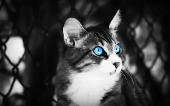 голубой, глаза, синий, фронт, бо