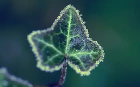 leaf, frozen, single, 