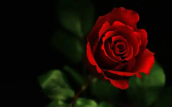 роза, красная, 