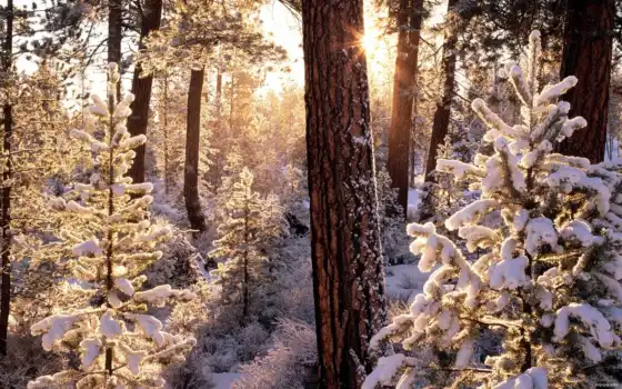 лес, зима, солнце, деревья и лучи,