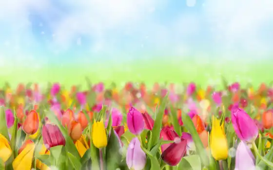следующий, один, украсный, весна, тюльпаны, публики, русский,