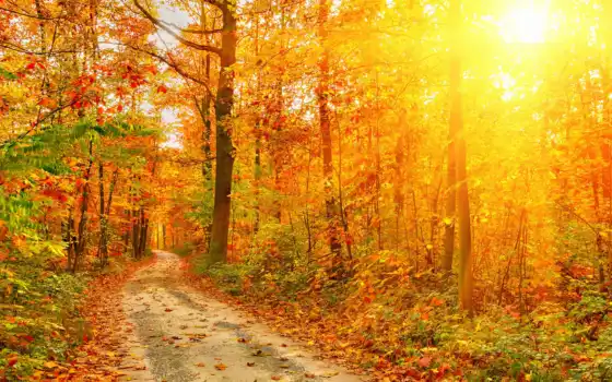 осень, законное, лес, дерево, доброе, ли, солнце, узкое
