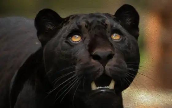 jaguar, пантер, пантер, животное, черный, негра, панталла