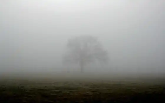 туман, дерево, изображение, зомби, пейзаж, передний план, жуткий, темный, злой, ужас, строго