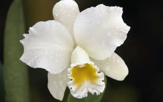 орхидея, белый