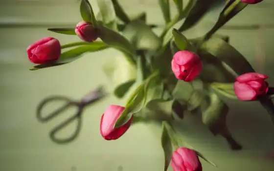 тюльпан, красное, букет, взгляд