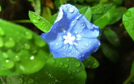 цветы, синий, лист, капля, природа