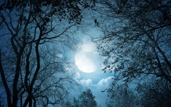 толпа, ночь, природа, деревья, замкнутый, светлый, лунный свет, облака, пейзаж, осень,