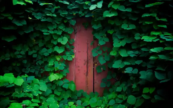 природа, дверь, лист