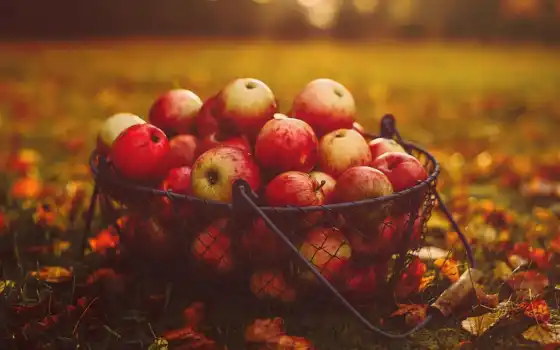 яблоко, пенопласта, осень, плод, фон, ipad, тыс