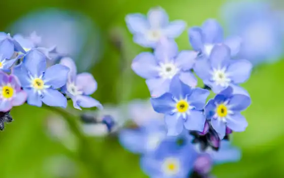 цветы, синий, забыть, загадка