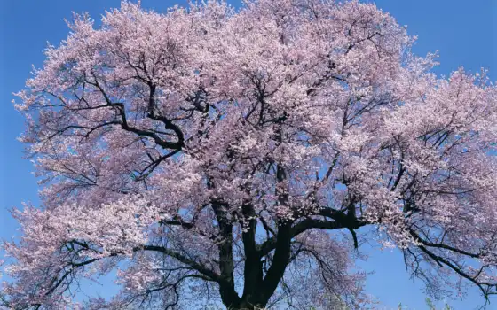 Сакура, tree, сакуры, весна, jochi, деревьев, цветы, favorites, japan, яп, anime, cherry, природа, цветущее, premium, широкоформатных, деревья, ºå, blossom, са, подборка, сакурой, 