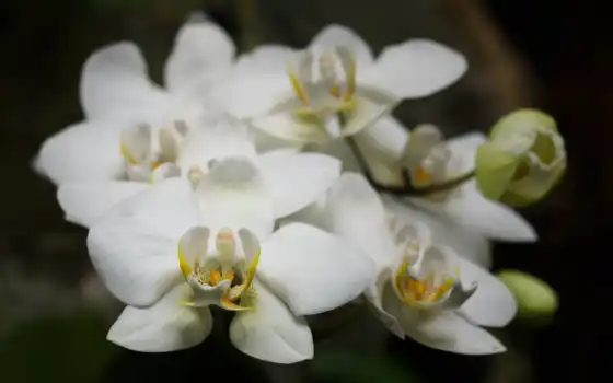 орхидеи, цветы, 