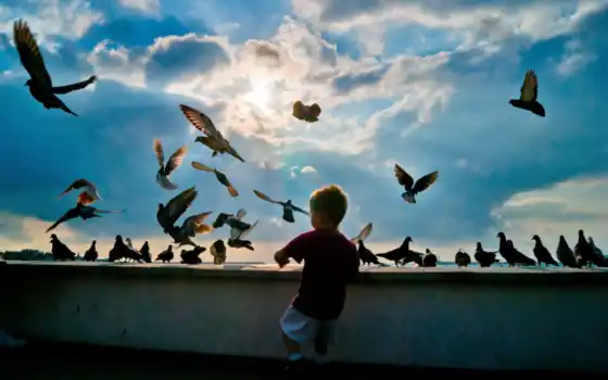 птицы, звезды, голуби, летающие, мальчик, детство, солнце,