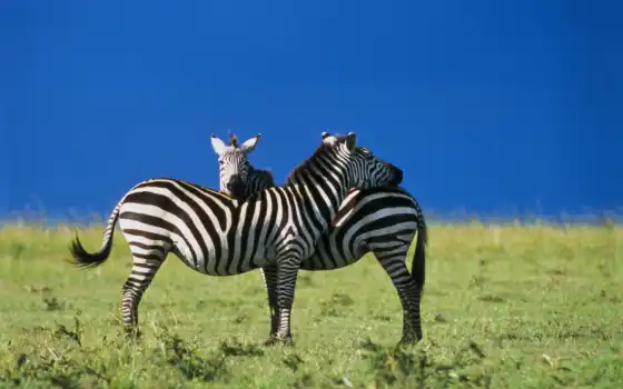 зебра, животные, фото,