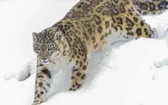 и леопард, животное, зимой