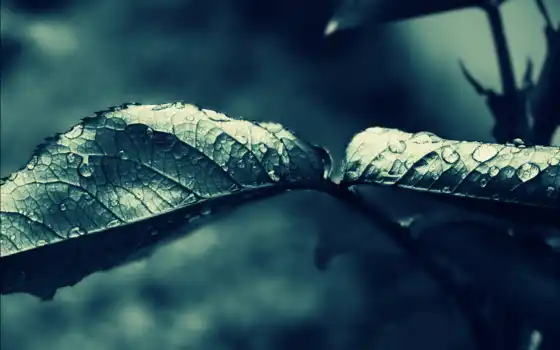 leaf, капли, листья, 