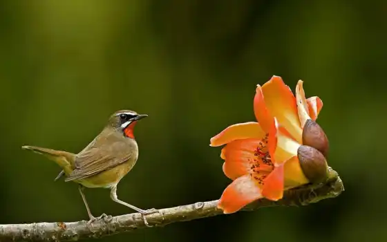 птица, утро, цветы