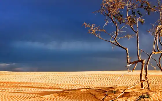 дерево, пустыня, природа
