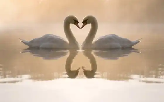 любовь, сердце, отражение, животное, птица